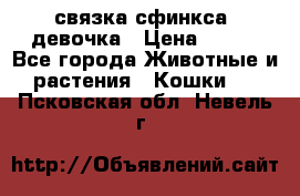 связка сфинкса. девочка › Цена ­ 500 - Все города Животные и растения » Кошки   . Псковская обл.,Невель г.